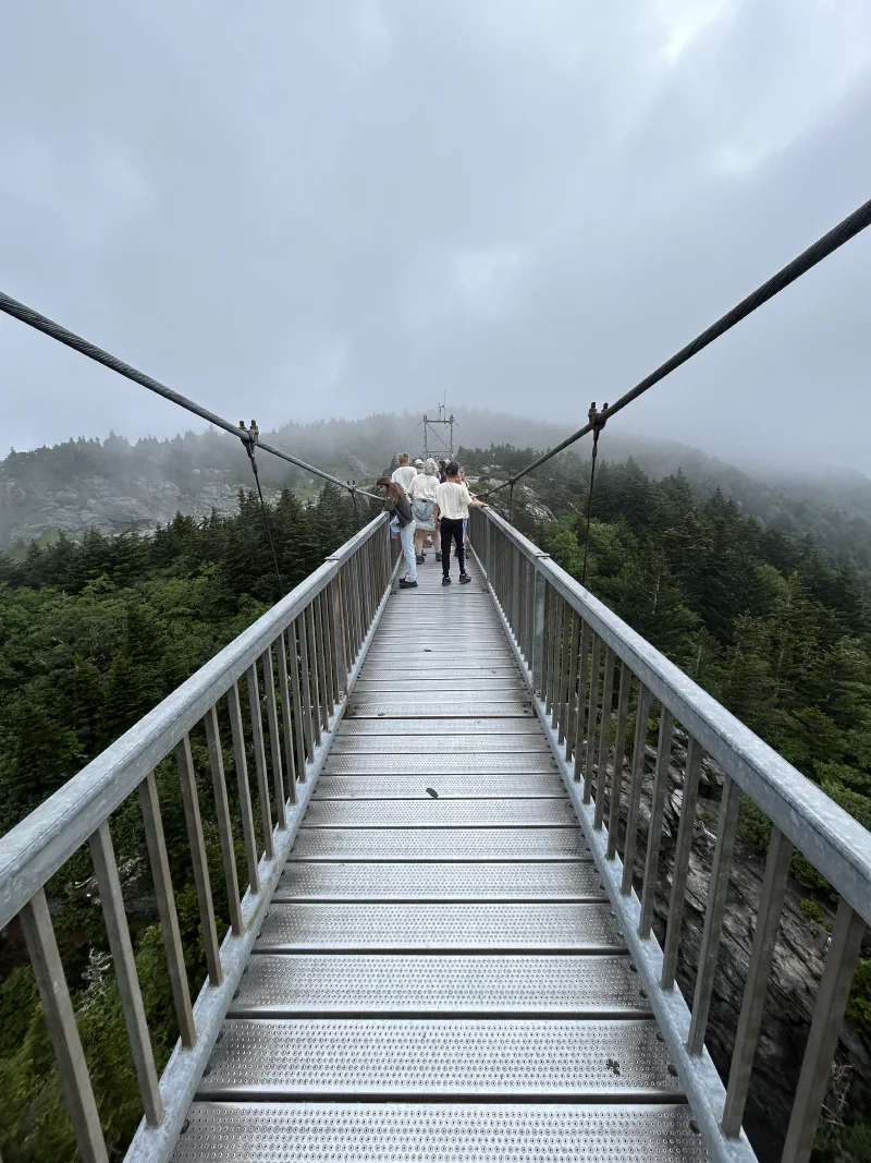 Above the Pine Trees